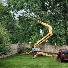 Best Tree Removal  in USA